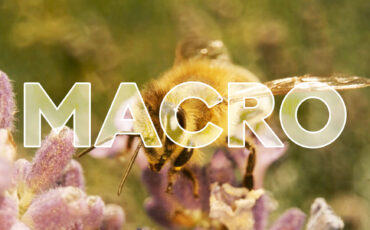 The Best Macro Lenses